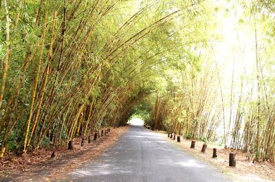 Road amidst trees on landscape