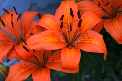 Close-up of orange  lillies