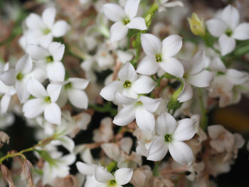 Close-up of white flowering plants