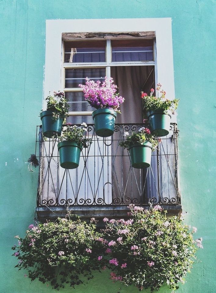 potted plant, plant, growth, flower, built structure, architecture, building exterior, flower pot, window, wall - building feature, house, freshness, blue, wall, hanging, no people, day, low angle view, nature, green color
