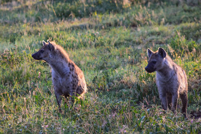 View of two goats on grass