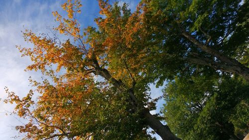 Low angle view of trees against sky