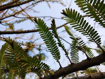 Low angle view of pine tree leaves