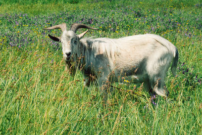 Sheep standing in a field