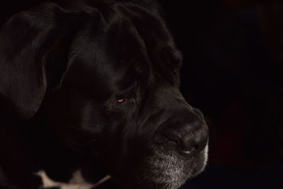 Close-up of dog looking away