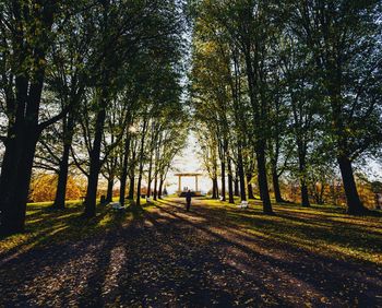 Trees in park