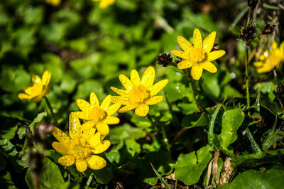 Close-up of insect on yellow flower