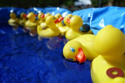 Yellow rubber ducks in wading pool at back yard
