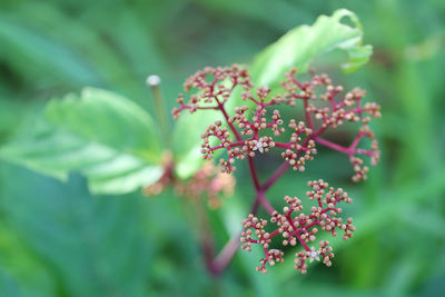 Close-up of pink flowering plant leaves