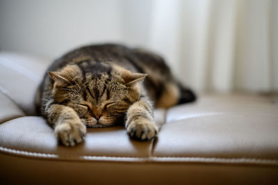 Close-up of cat sleeping on sofa at home