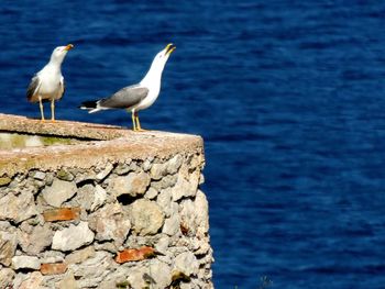 Seagulls perching on rock against sea