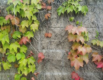 Close-up of ivy on autumn leaves