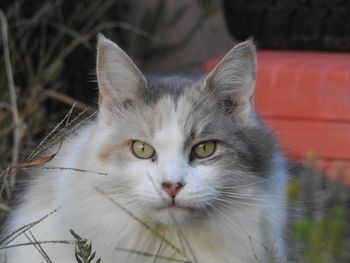 Close-up portrait of cat