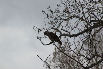 Low angle view of bird perching on tree