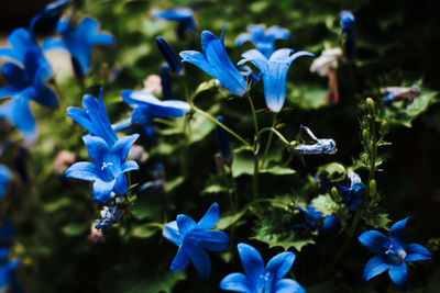 Close-up of purple flowers blooming