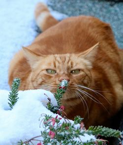 Close-up portrait of a cat