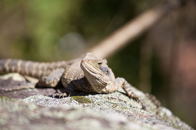 Close-up of lizard