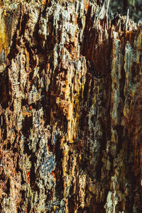 Full frame shot of tree trunk