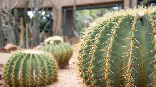 Close-up of succulent plant