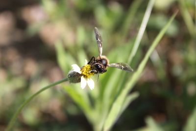 Close-up of insect on flower