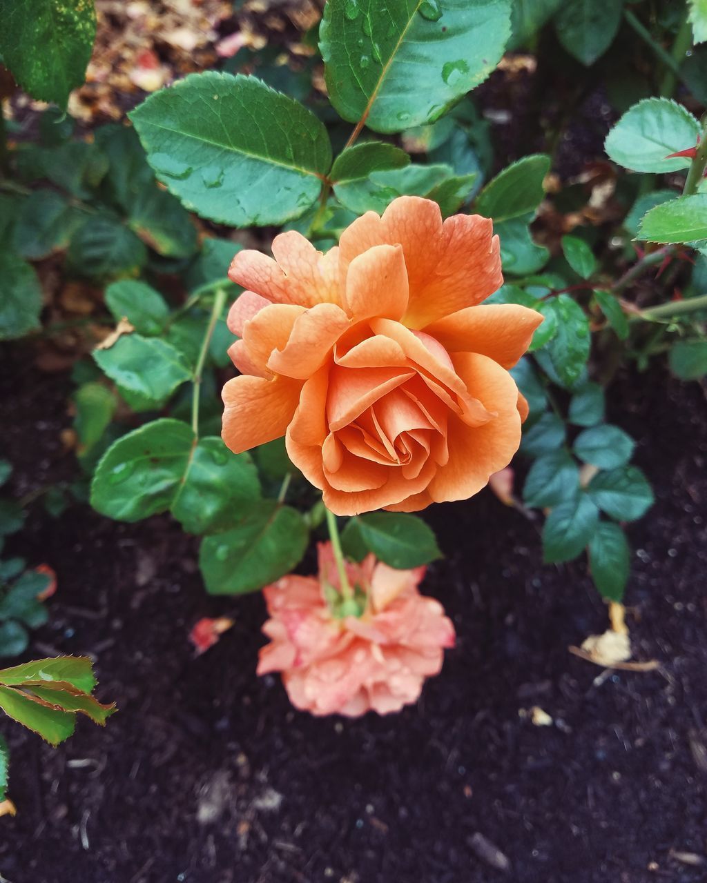 HIGH ANGLE VIEW OF ORANGE ROSE IN BLOOM