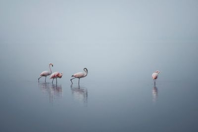 Flamingos in a lake