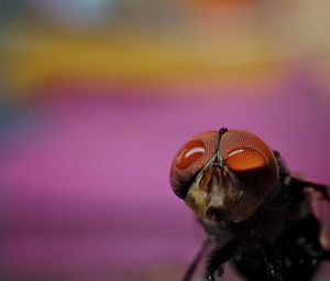 Close-up of insect