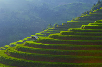 Vietnam rice terrace field,sapa vietnam