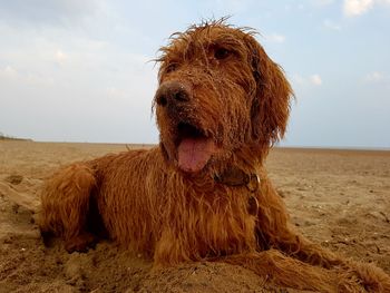 Close-up of dog on beach against sky