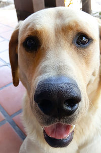 Close-up portrait of dog