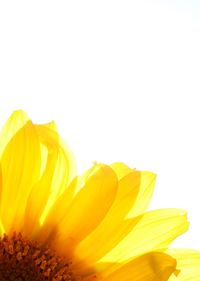 Close-up of flower over white background