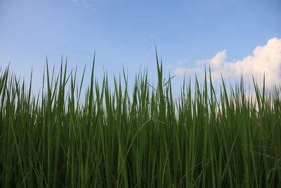 Crops growing on field against sky
