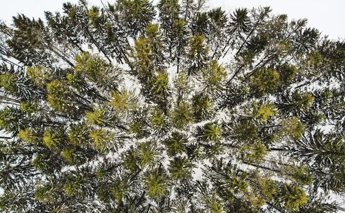 Low angle view of pine tree against sky