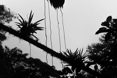 Low angle view of silhouette palm trees against sky