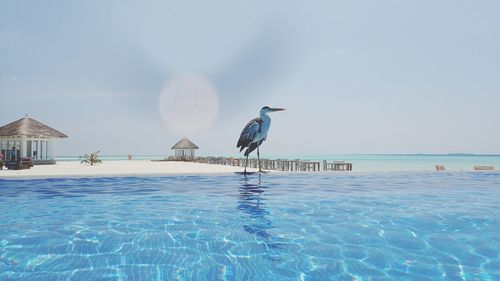 Birds perching on swimming pool by sea against clear sky