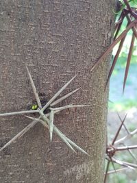 Close-up of lizard on tree trunk