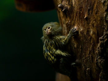 Close-up of bird on tree trunk