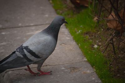 Close-up of pigeon perching on footpath