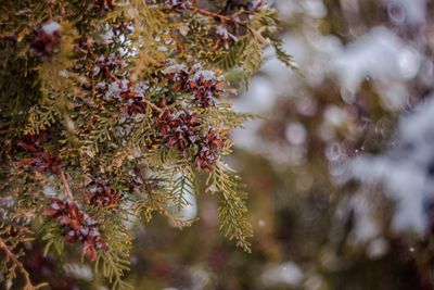 Close-up of flower tree