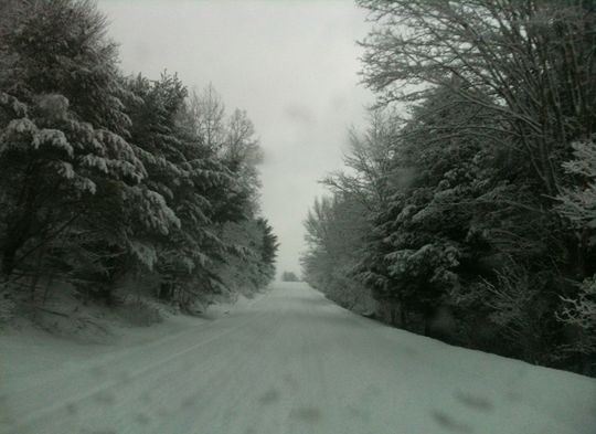 the way forward, tree, diminishing perspective, tranquility, tranquil scene, vanishing point, road, nature, snow, winter, weather, beauty in nature, sky, cold temperature, scenics, landscape, transportation, dirt road, growth, empty road