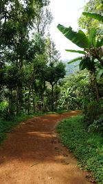 Footpath amidst trees against sky