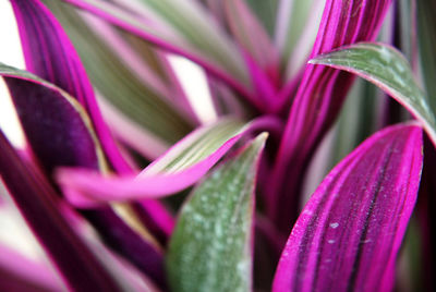 Close-up of purple flower