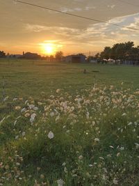 Scenic view of grassy field against sky during sunset