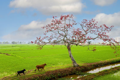 Scenic view of tree on field against sky