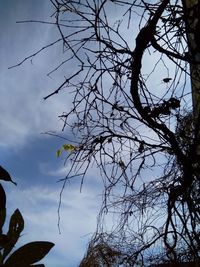 Low angle view of tree against sky