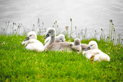 Ducks on grassy field by lake