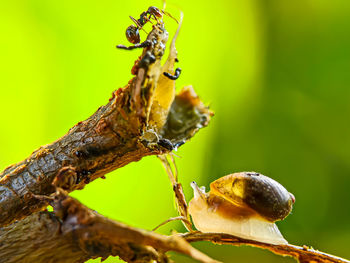 Close-up of insect on plant