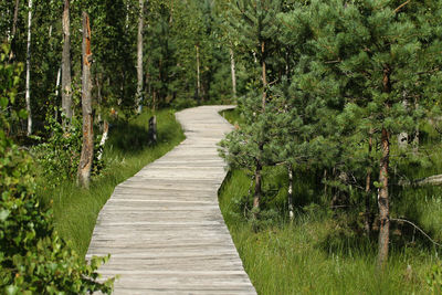 Boardwalk amidst trees in forest