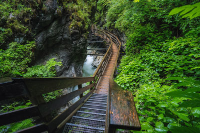 Footbridge over stream amidst trees in forest