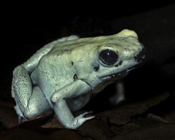 Close-up of frog